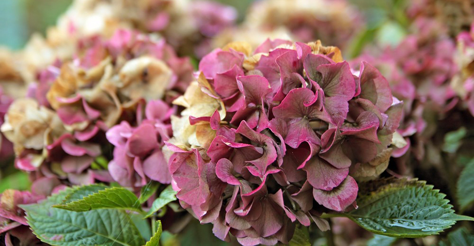 Snoeien hortensia najaar - Goodgardn.nl