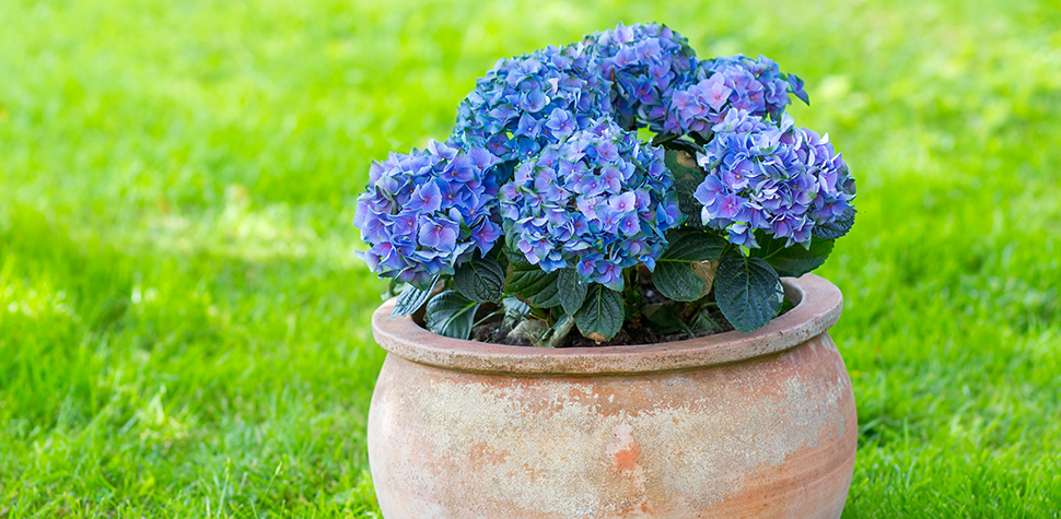 Hortensia verplanten - Goodgardn.nl