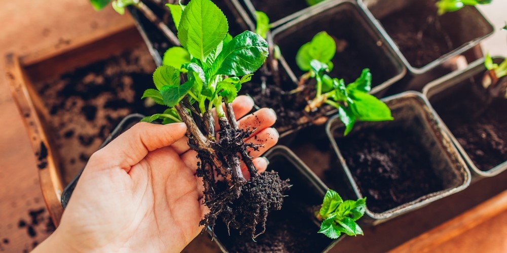 how to take hydrangea cuttings