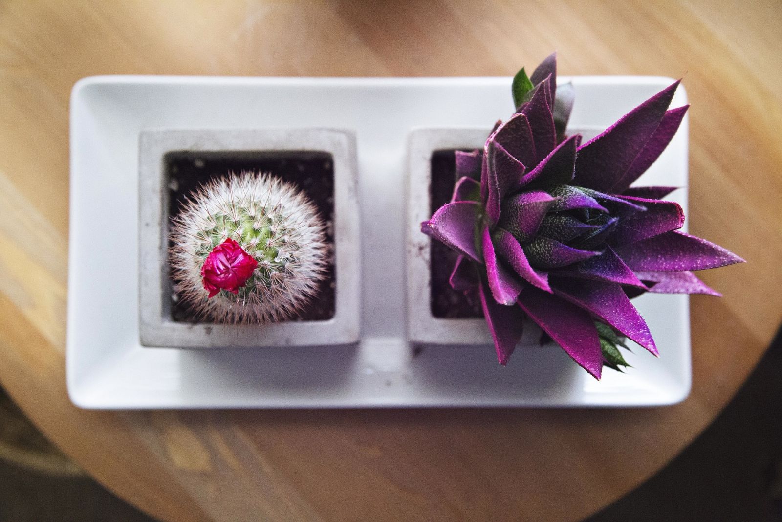 indoor mammillaria in pot