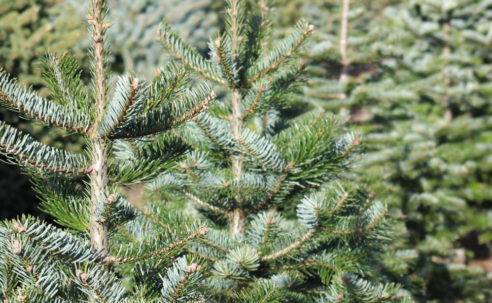 Kerstbomen