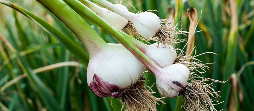 Knoflook kweken - Goodgardn.nl