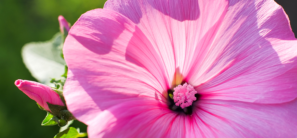 Lavatera stekken