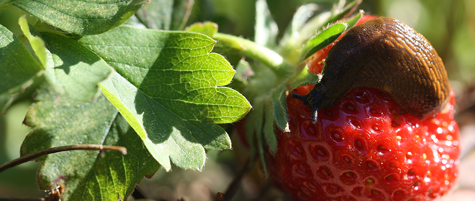 Naaktslakken aardbeien