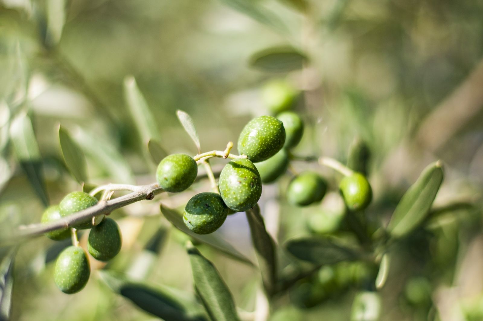 olijven aan tak van de olijfboom