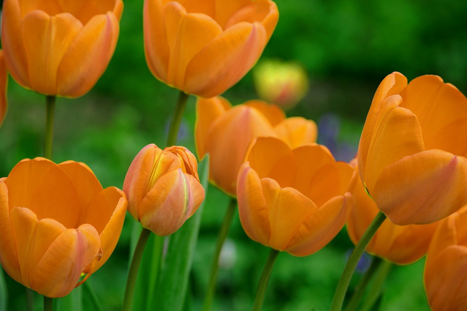 Oranje tulpen