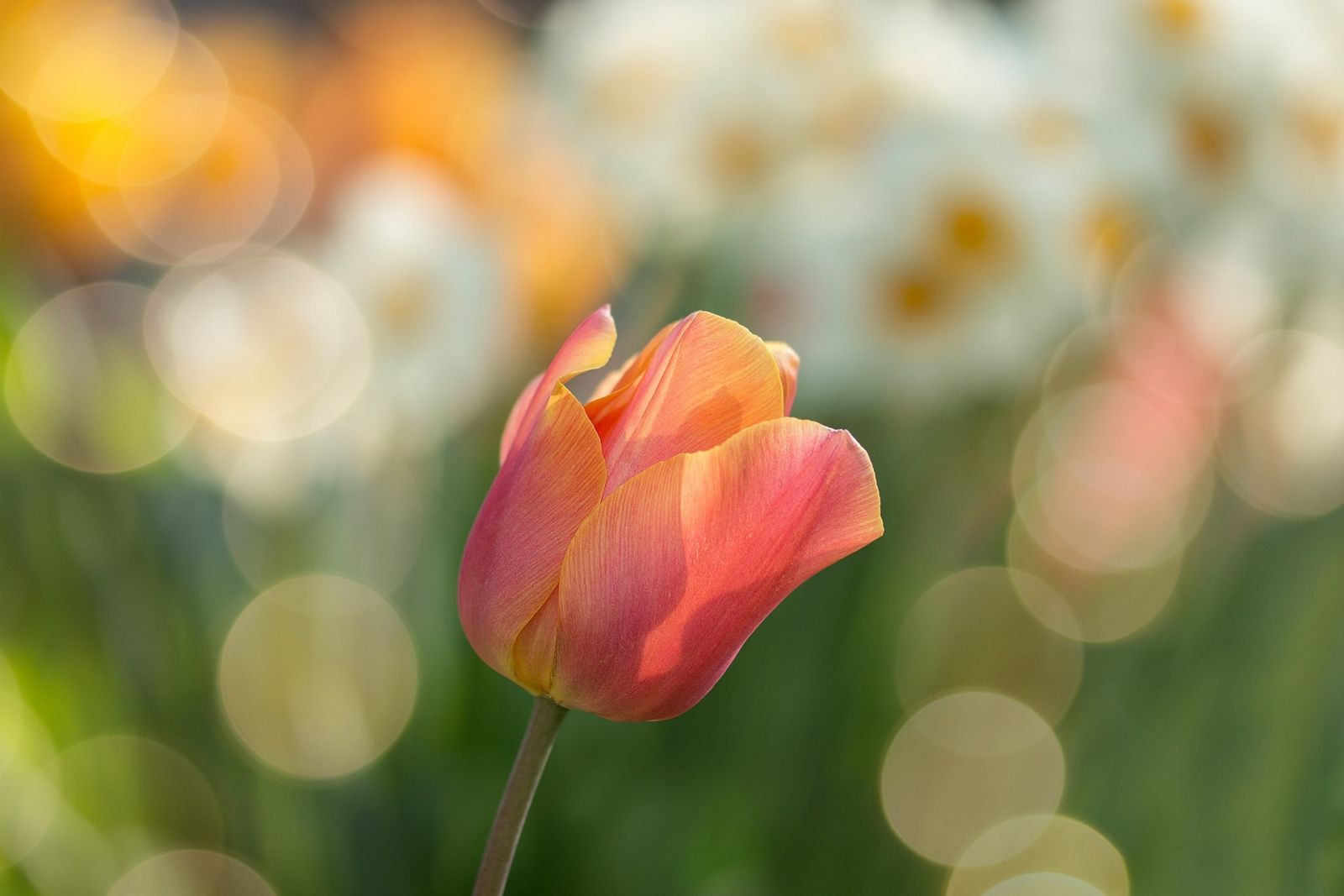 Orange Tulip