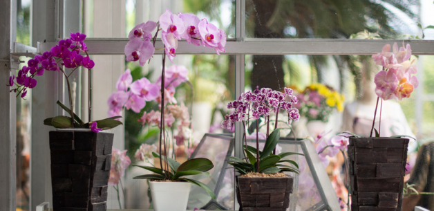 Keep-Your-Orchid-Healthy