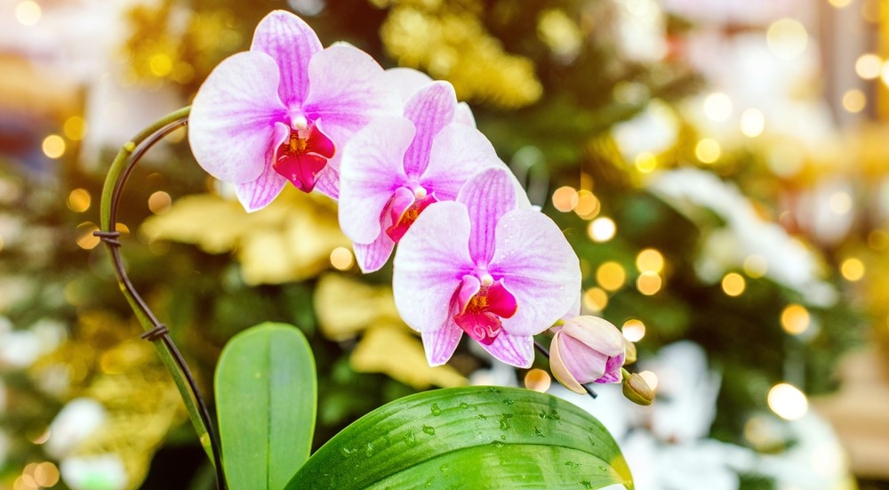 Orchidee