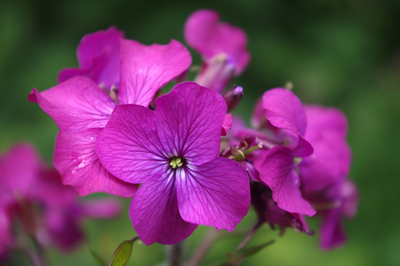 Paarse lunaria annua 