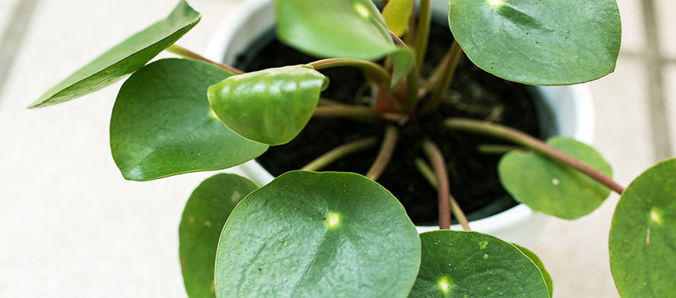 Pilea peperomiodes stekken - Goodgardn.nl