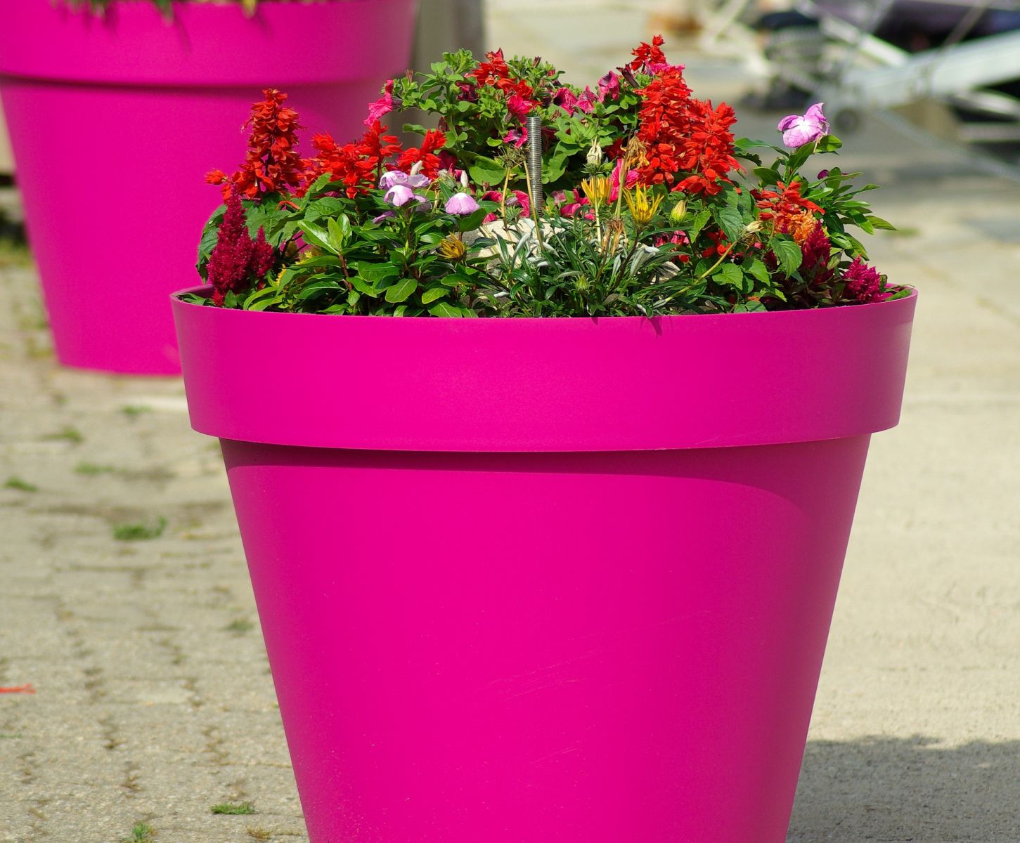 big pink plant pot