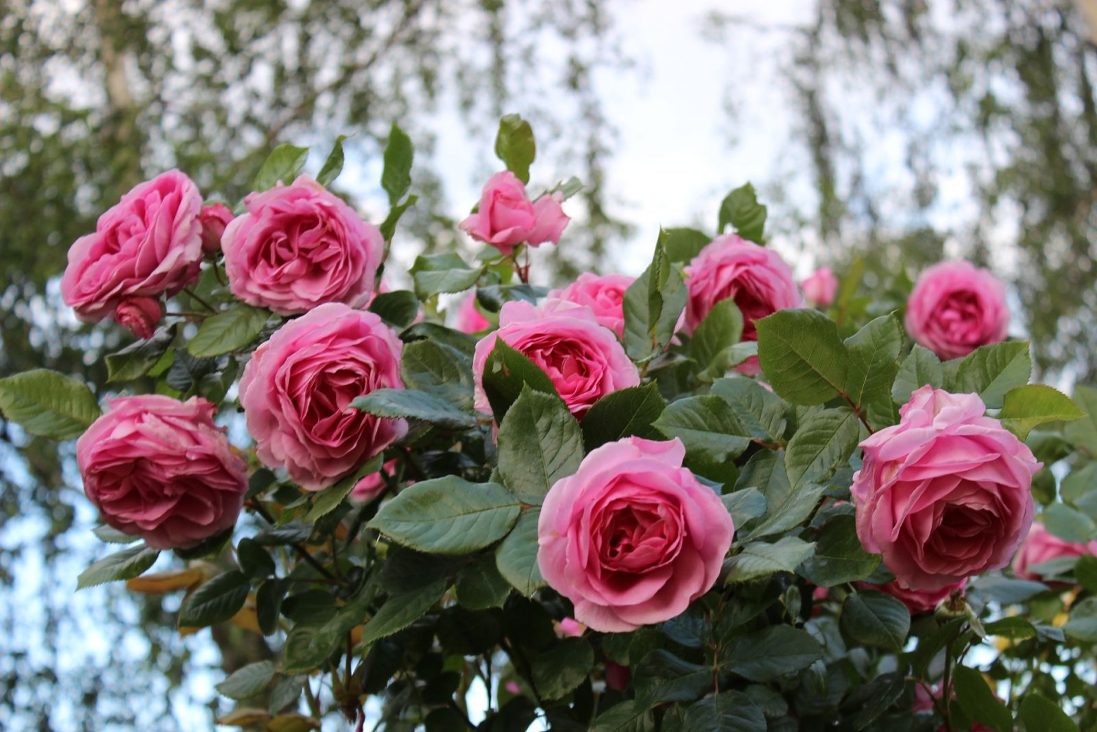 Pink rose bush