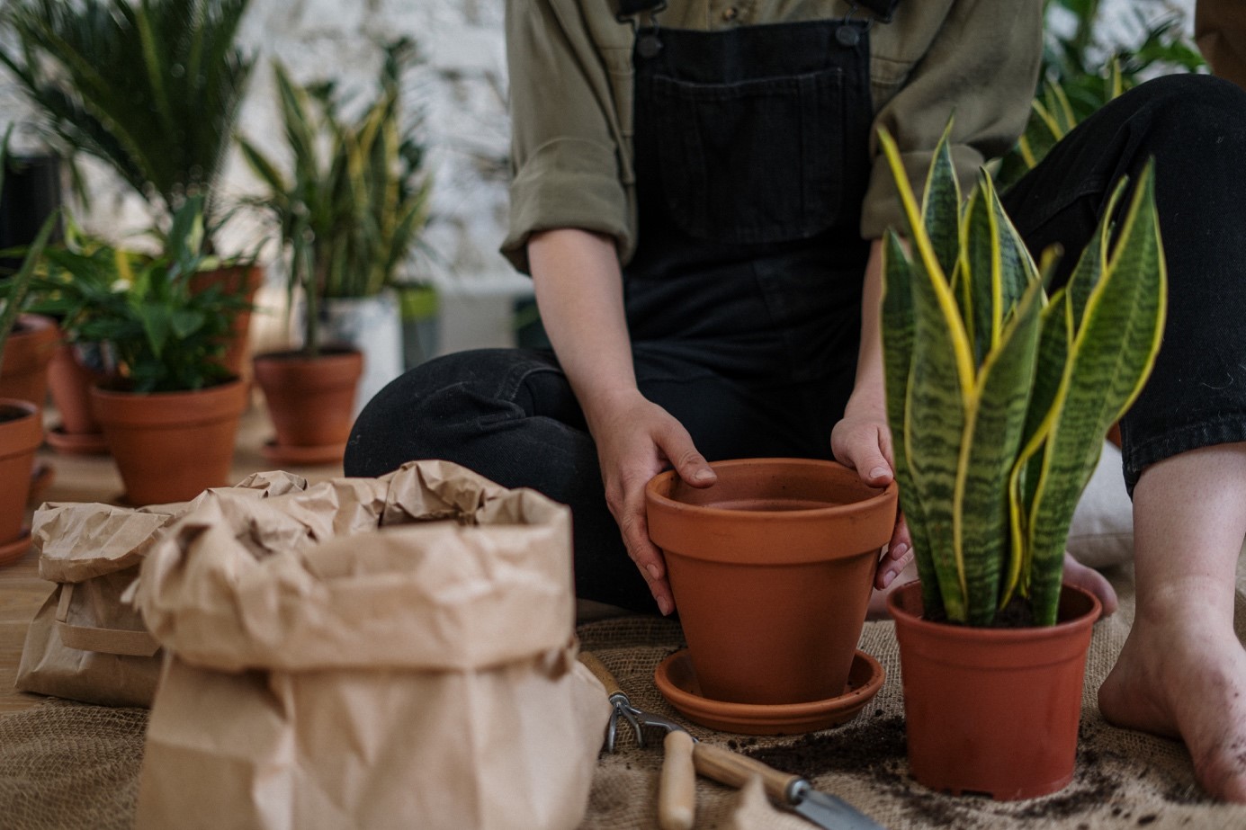 Planten verpotten