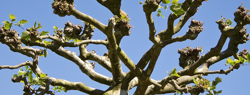 Platanus boom