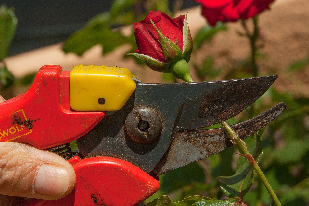 Pruning roses