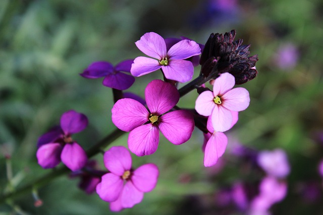 Purple perennials