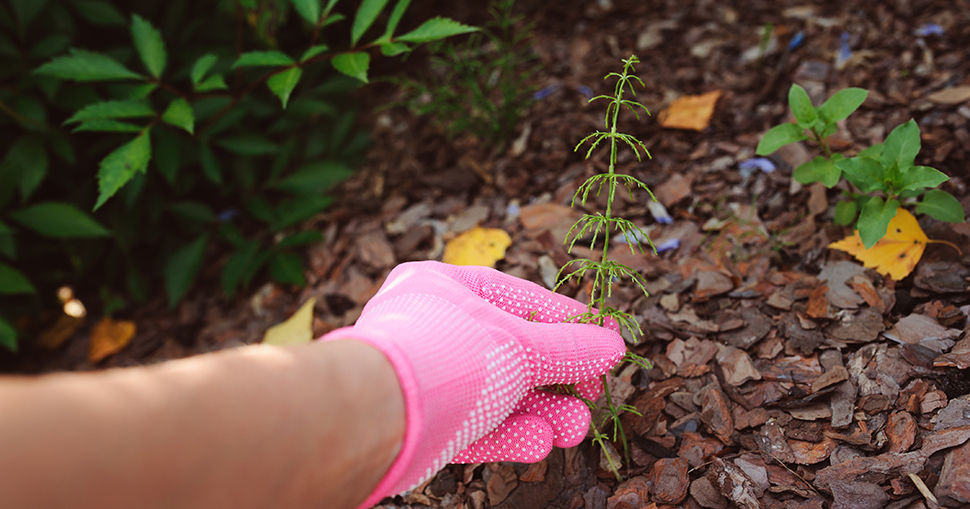 Removing horsetail