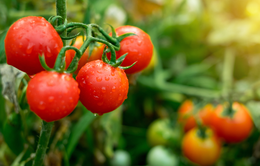 Rijpe tomaten