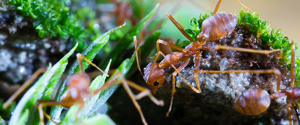 Rode mieren bestrijden