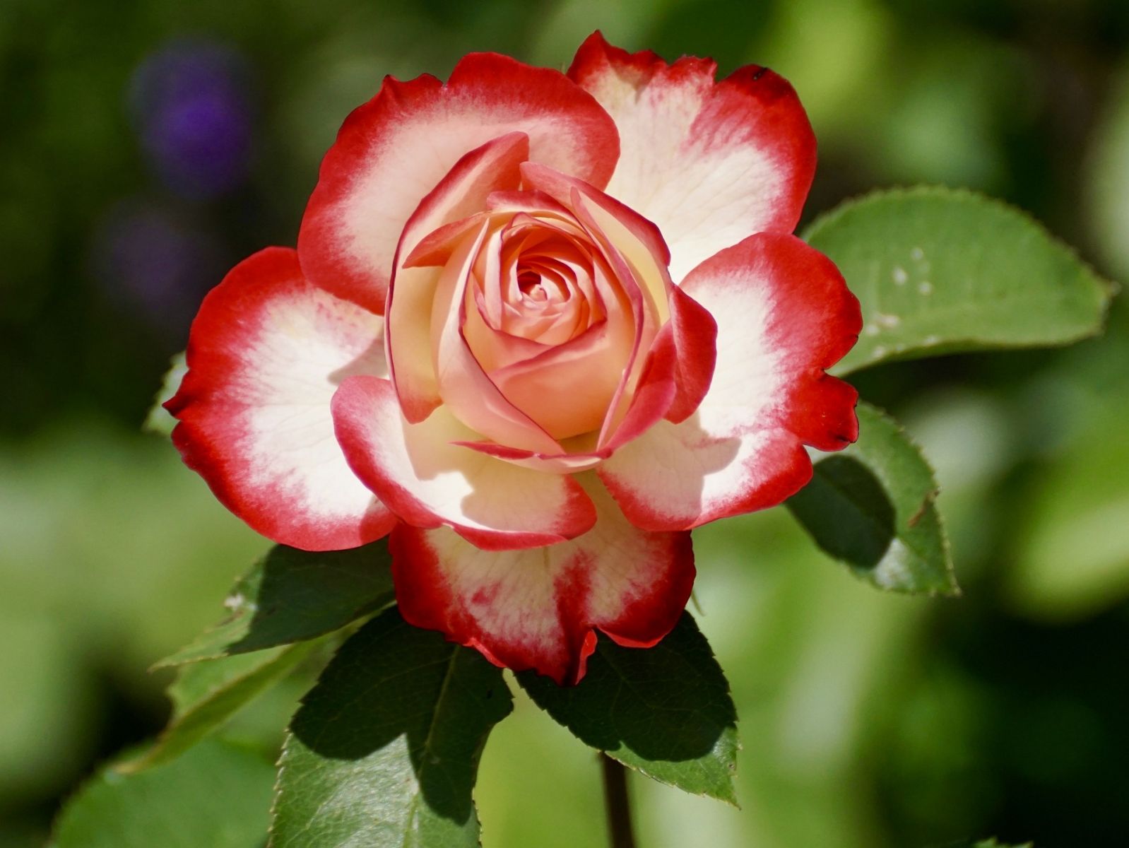 Pink white rose