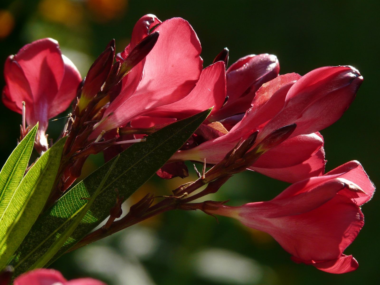 roze nerium oleander