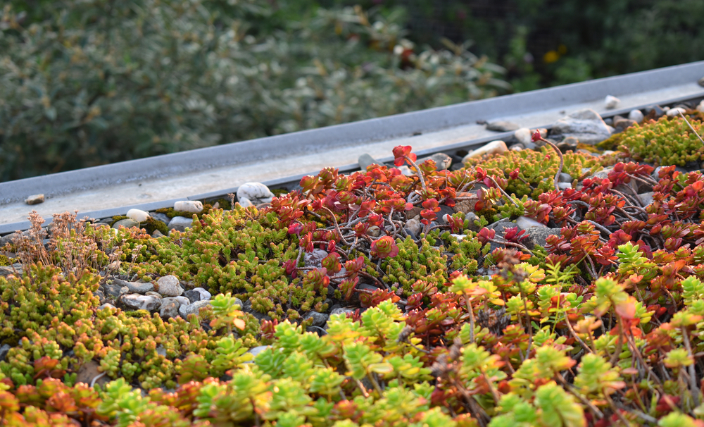 Sedum dak