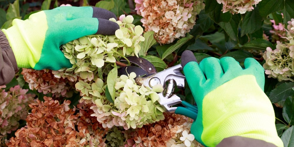 Wanneer dode bloemen uit hortensia snoeien?
