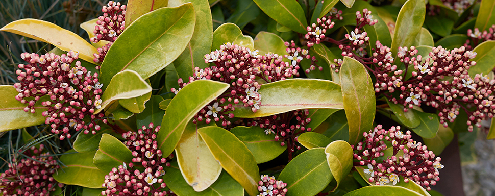 Skimmia japonica gele bladeren - Goodgardn.nl