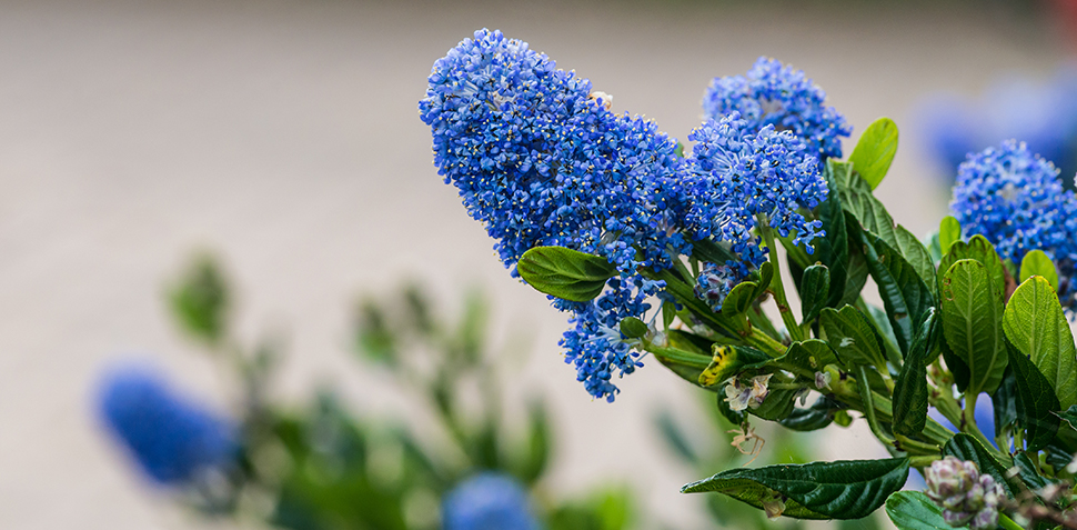 Snoeien Ceanothus