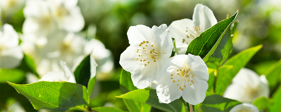 Jasmijn planten verzorging - Goodgardn.nl