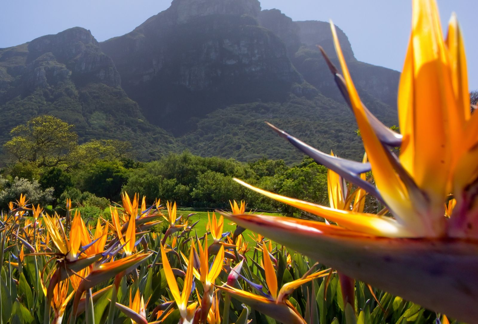 strelitzia reginae veld