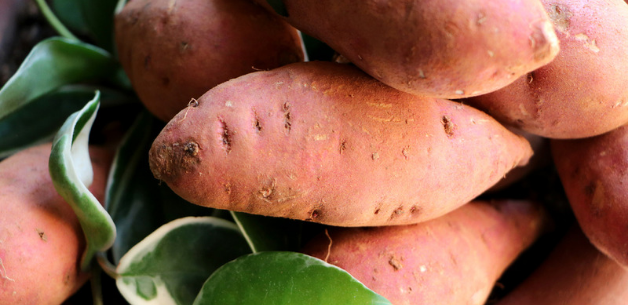 Growing-sweet-potatoes-in-the-uk