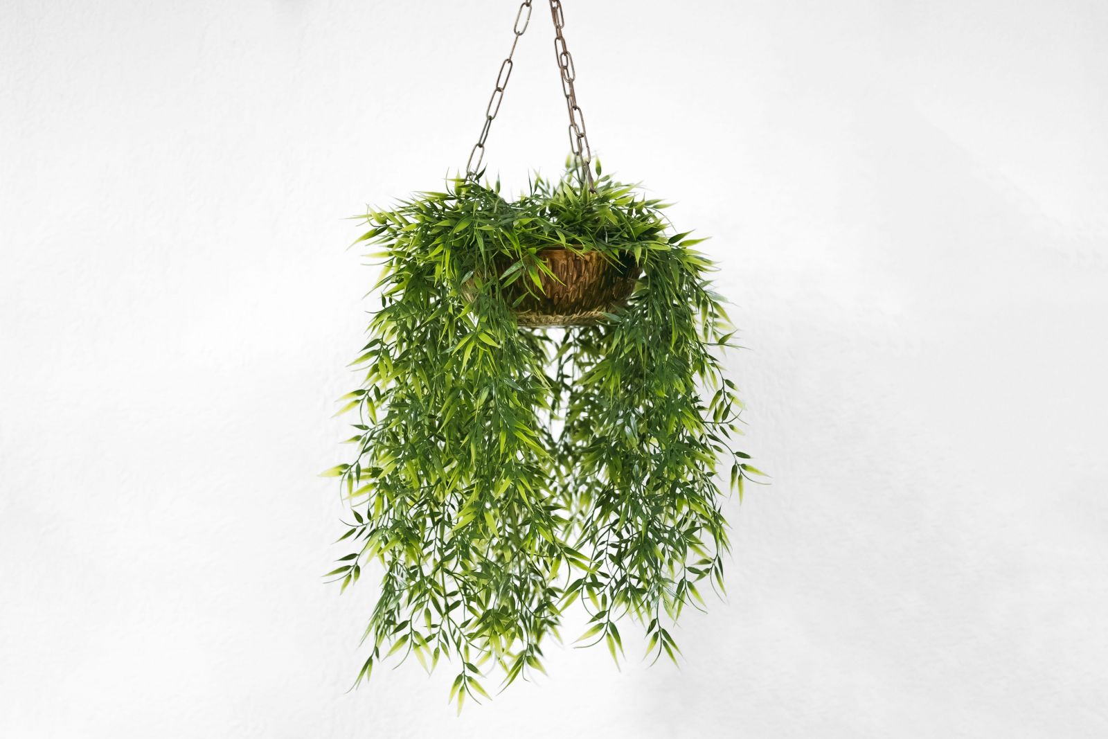 Green trailing fern in brown basket