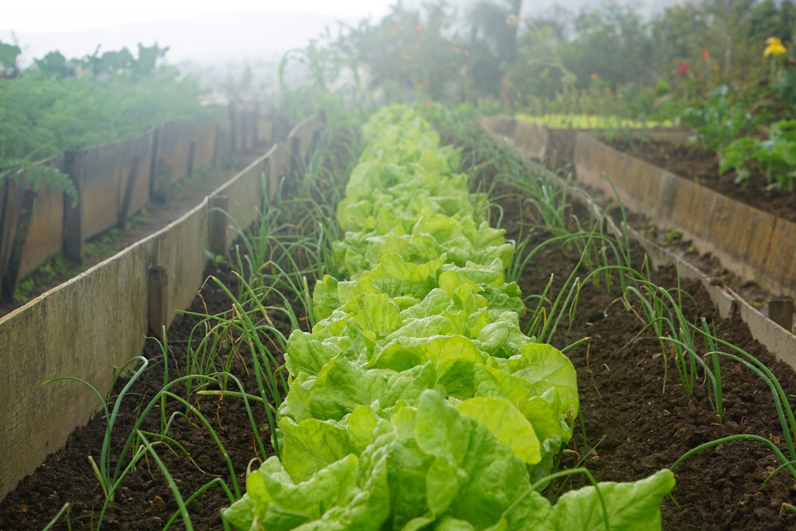 Vegetable garden green