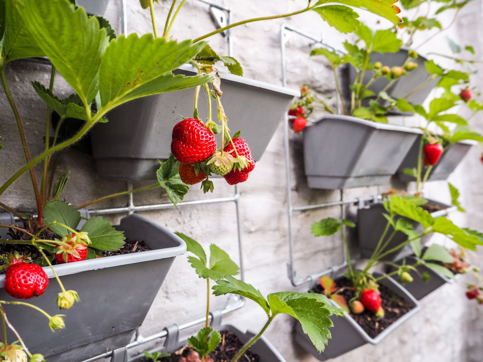 Vertical garden with strawberries