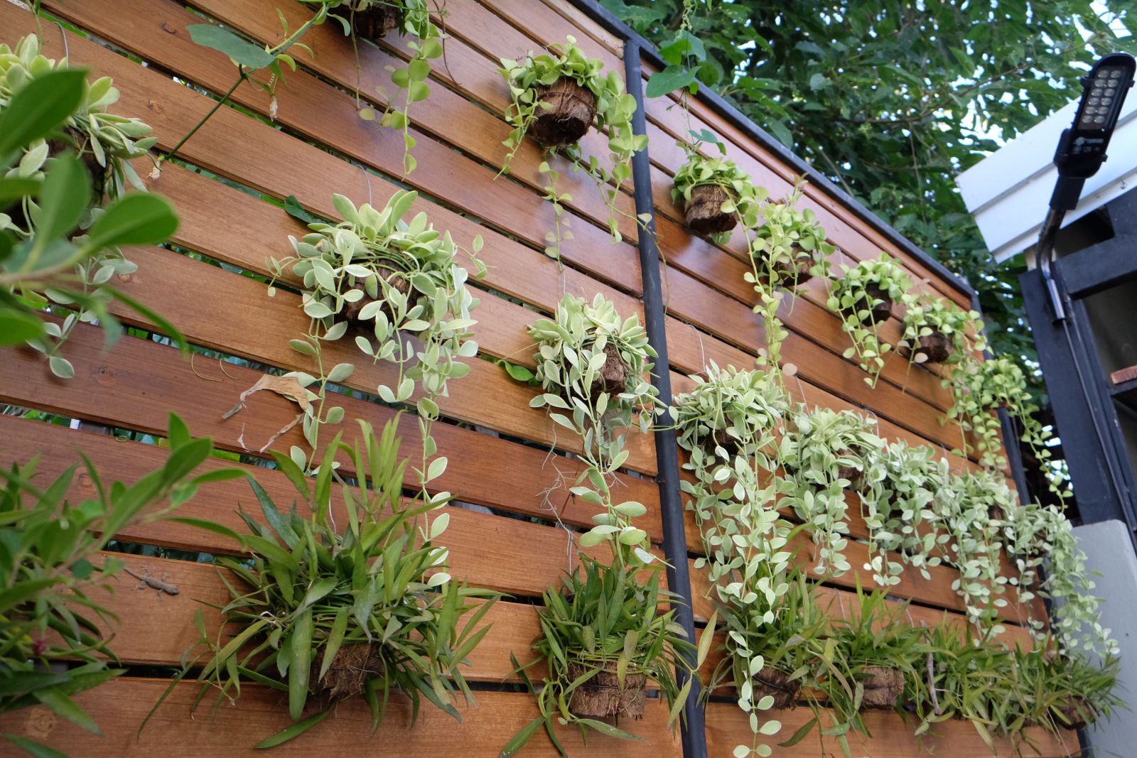 Verticale tuin op een houten muur