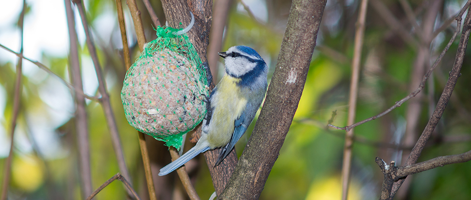 Vetbollen maken voor vogels - Goodgardn.nl