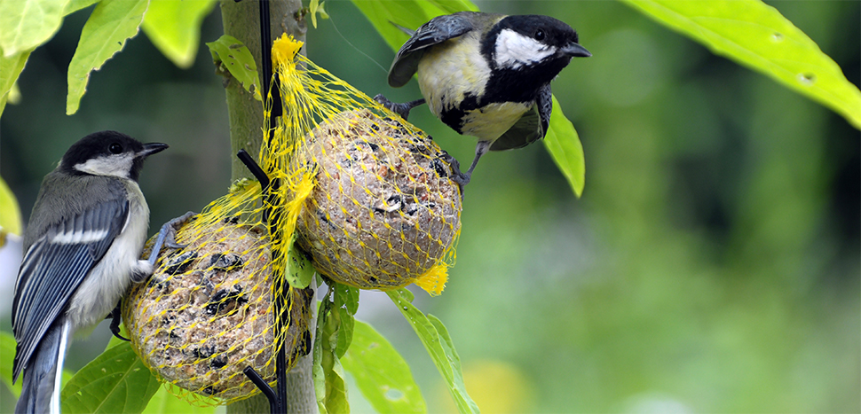 Vogelvoer maken pindakaas - Goodgardn.nl