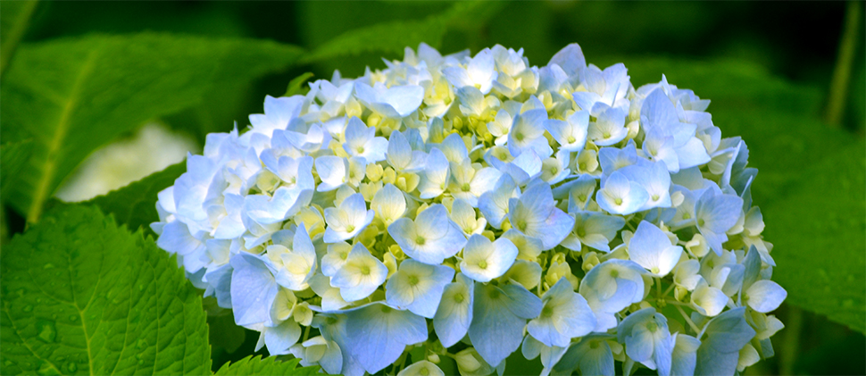 Hortensia verzorging - Goodgardn.nl