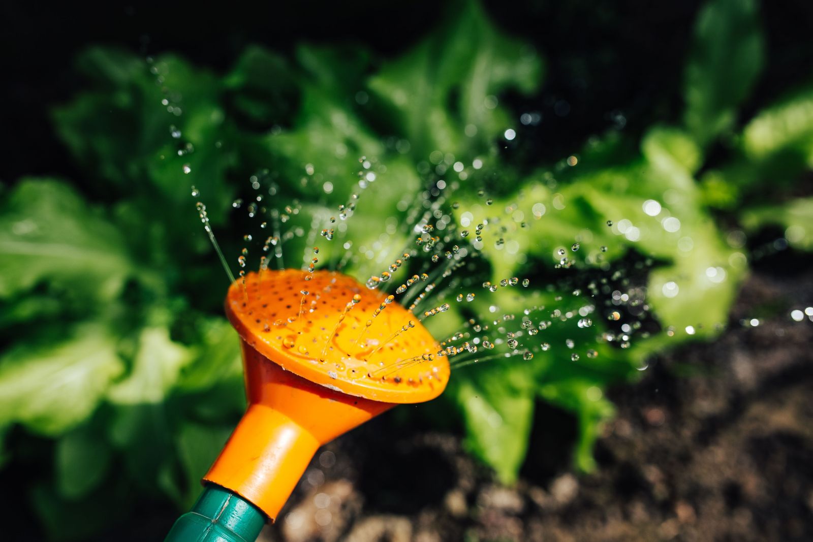 watering healthy plants