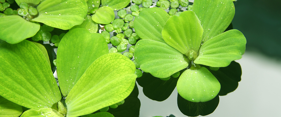 Waterplanten