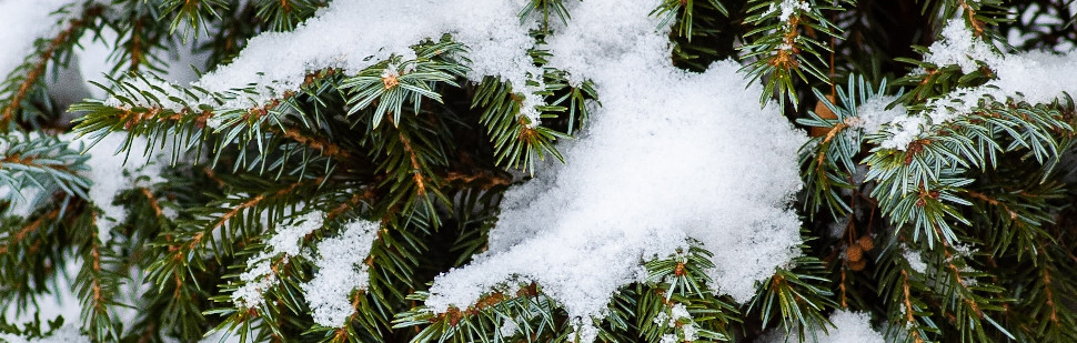 Denneboom in de winter