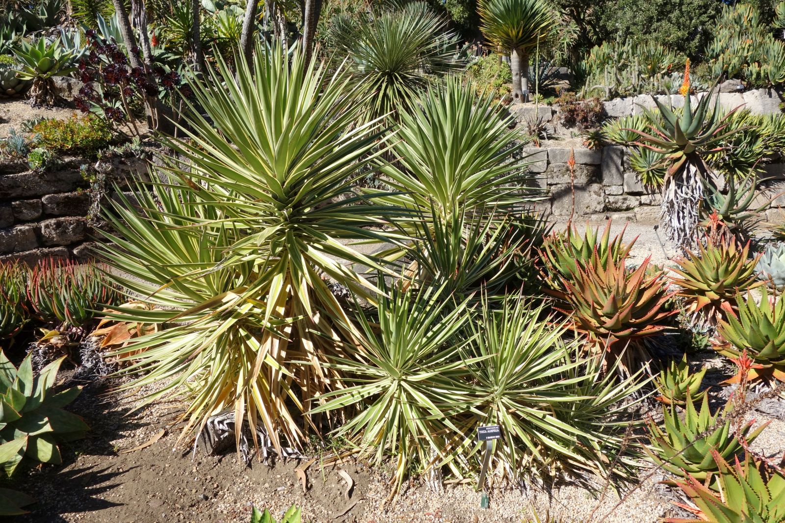 yucca plants in modern garden